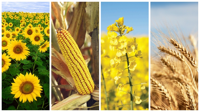 productii-medii-culturi-agricole-2016-